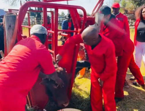 NPA Declines to Prosecute Cruelty Caught on Camera – And the Animal Pays the Price