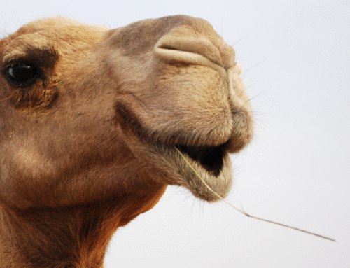 NSPCA Puts Brakes on Non-Compliant Heidelberg Camel Races