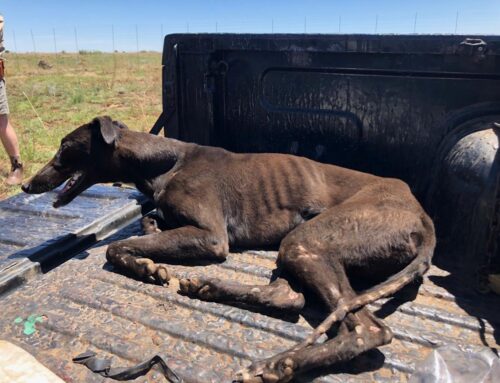 No License to Kill: NSPCA Rejects Fresh Push for Dog Hunting and Greyhound Racing