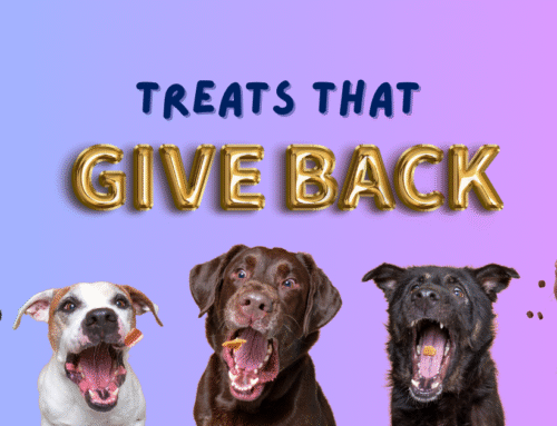 “Treat Your Pet. Transform a Life”: The NSPCA Launches its “Treats That Give Back” Campaign