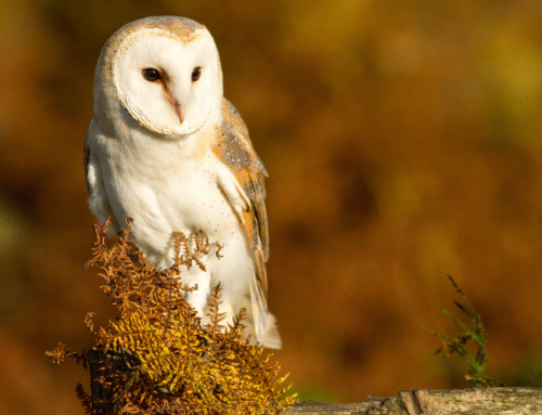 Outcome of NSPCA Investigation into the Death of a Barn Owl at Coca-Cola Beverages South Africa