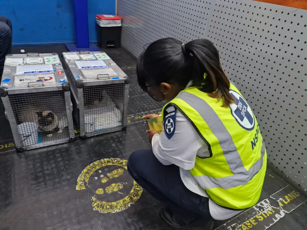 Denise-examining-a-Cat-cage
