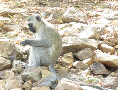 NSPCA Steps in to Halt Monkey Cull at KZN Retirement Village