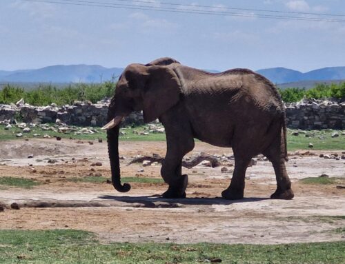 Elephants, Excuses, and Exclusion: NSPCA Fights Empty Promises on Madikwe Crisis