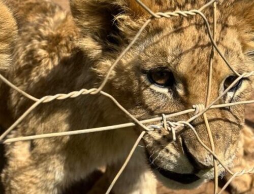 NSPCA Escalates Concerns to President Over DFFE Cabinet Shift Affecting Animal Welfare