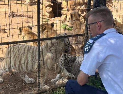 As Trophy Hunters Cheer, Wildlife Stares Down the Barrel