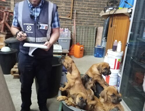 Conviction Of Boerboel Breeder Accused of Maiming Sends a “Message to Society”