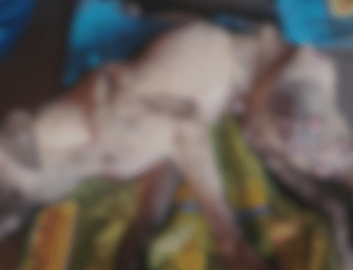 Conviction for Bethal Resident After Dog Found in Fatal Condition