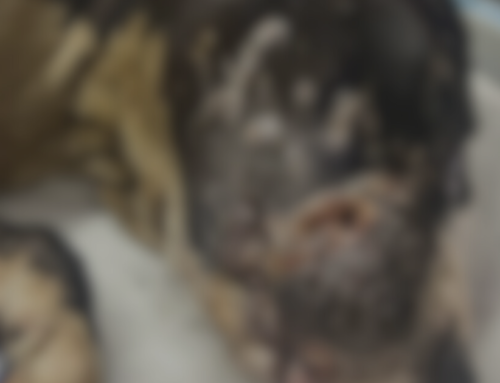 Reward Offered for Suspected Dog Fighting Case in Pretoria Rural