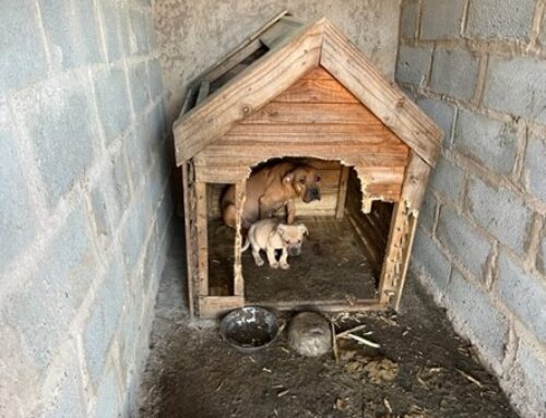 NSPCA Secures Conviction of Pitbull Breeder in Pietermaritzburg