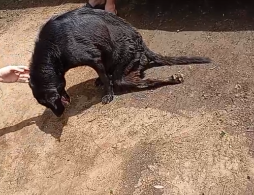 “This Dog Wants to Live”: NSPCA Lays Charges in Phalaborwa Case