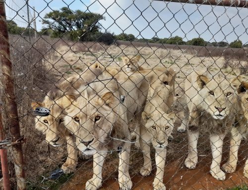 All Nine Provinces Back Ban on New Captive Lion Facilities — But the Hard Work Starts Now