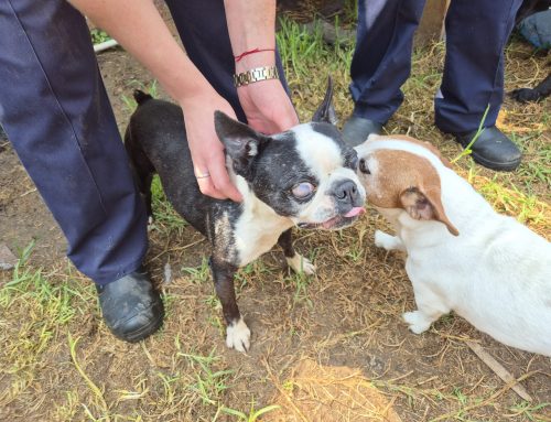 Trapped, Sick Animals Everywhere: NSPCA Removes 28 from Filthy Trichardt Home