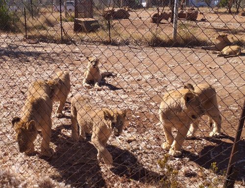 Lion Farmers’ Quota Push Hits a Wall as NSPCA Gets Court Foothold