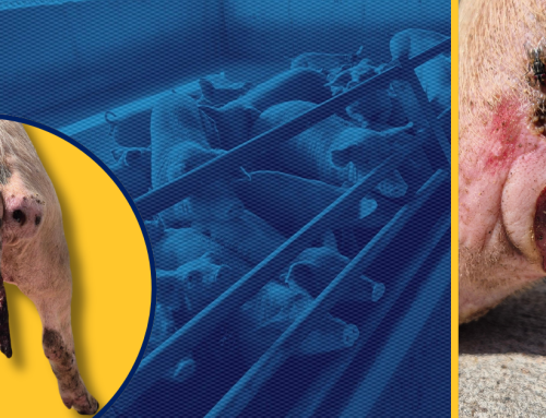 NSPCA Warns as Prison Farms Face Feed Crisis – Again