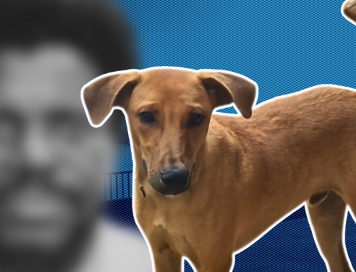 St Lucia Dog Survives Attempted Drowning as NSPCA Pursues Cruelty Charges