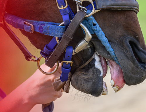 No Reasons Given: Horseracing Authority Rejects All NSPCA Horse Welfare Proposals