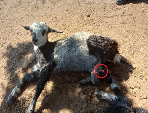 Limpopo SAPS Captain and Pastor Convicted After Two Goats Beaten and Left for Dead