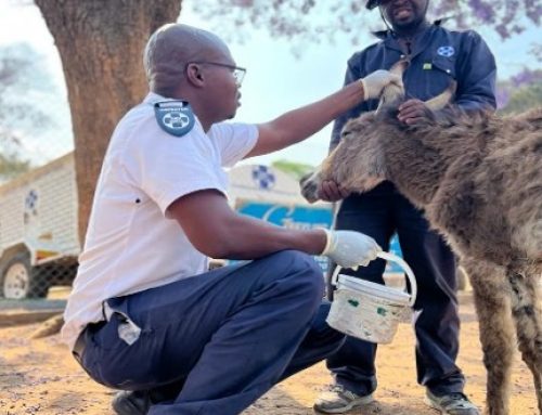 Limpopo Man Convicted of Animal Cruelty Following TikTok Donkey Abuse Video