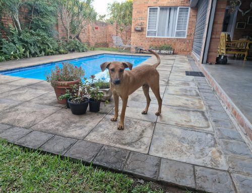 Dog Thrown Into St Lucia Estuary to Drown: Accused Walks Free Despite Eyewitness Evidence