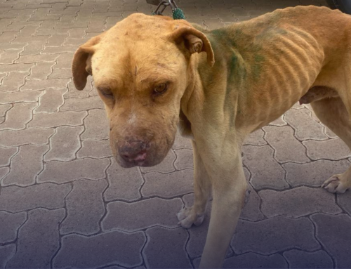 Dogfighting Case Ends In Suspended Fine for Two Northern Cape Accused