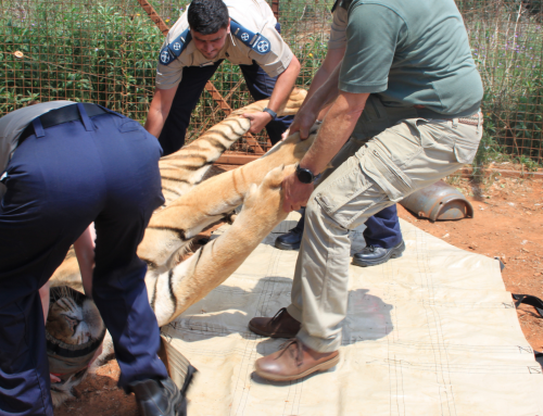 NSPCA Seizes Tigers, Serval from Squalid Predator Facility