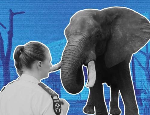 ConCourt Rules: Animal ‘Well-being’ Stays