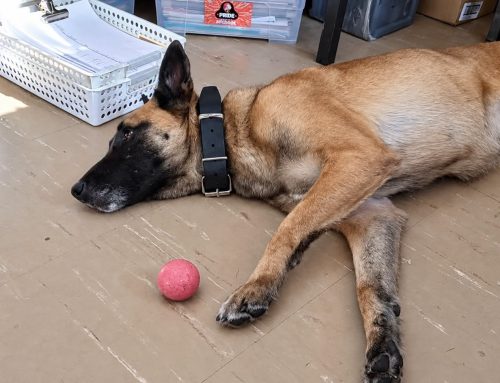 SAPS Dog Sky: NSPCA To Lay Cruelty Charges Against Officials
